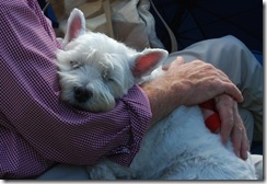 westie
