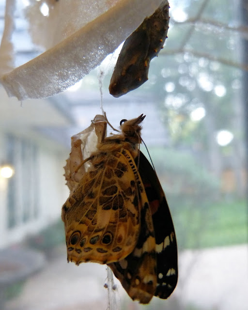 Bye-bye Butterfly: raising and releasing painted lady butterflies with Paula's Preschool and Kindergarten