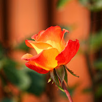 Autumn Rose