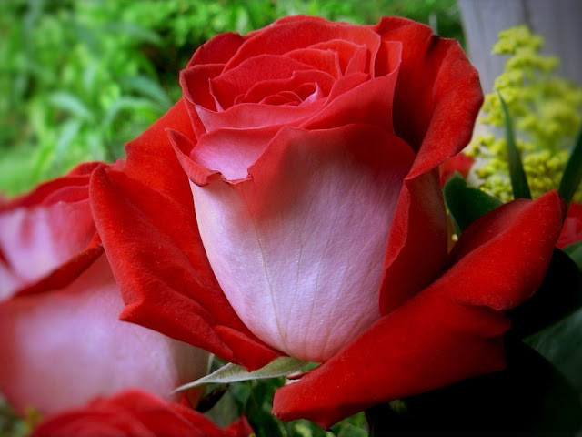 Awesome Red Rose Flower Wallpaper