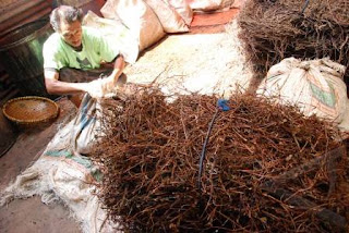 Gambar Pembuatan Cincau Hitam