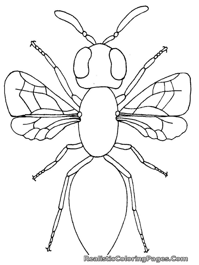  Printable Bug Coloring Pages 4