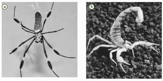 Penjelasan Tentang Filum Arthropoda Biologi Indonesia