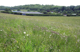 Cudham valley and Bottom Barn Farm with common knapweed and ox-eye daisy.  Ups and Downs walk led by Ewa Prokop, 21 June 2011.
