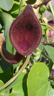 aristolochia baetica