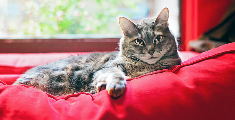  Vrai ou Faux : Les chats peuvent avoir des pellicules