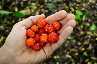 Ñangapiri o pitanga, nueva fruta incorporada al Código Alimentario