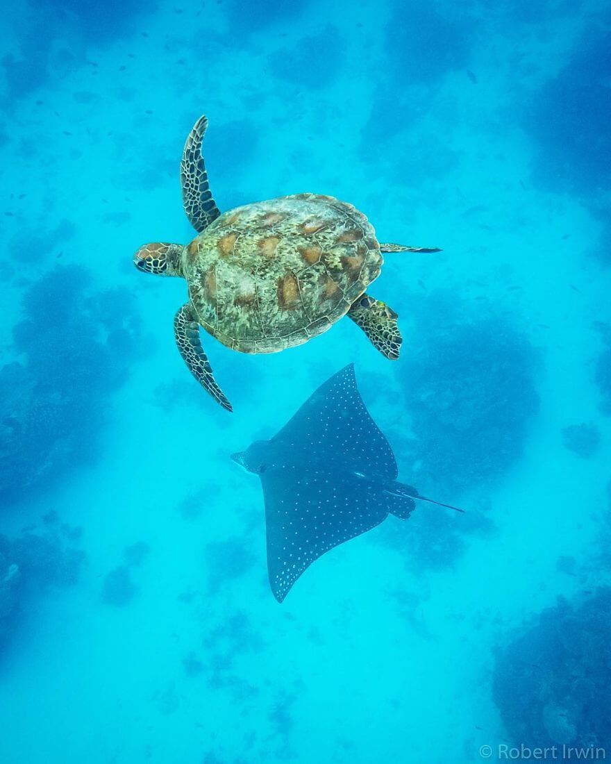 Incredible Pictures By 14-Year Old Robert Irwin, Son Of Steve Irwin And Award-Winning Photographer