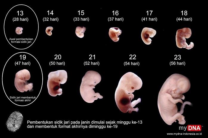 Pengertian Kehamilan Trimester Pertama