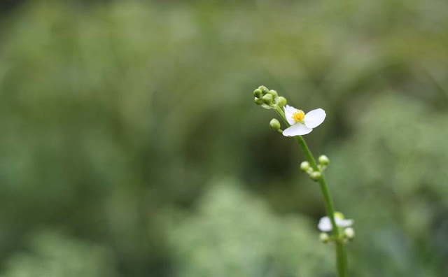 Broadleaf Arrowhead Flowers Pictures