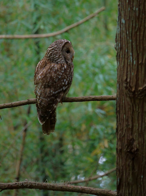 Strix uralensis