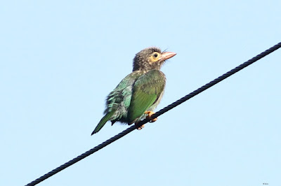 Brown-headed Barbet