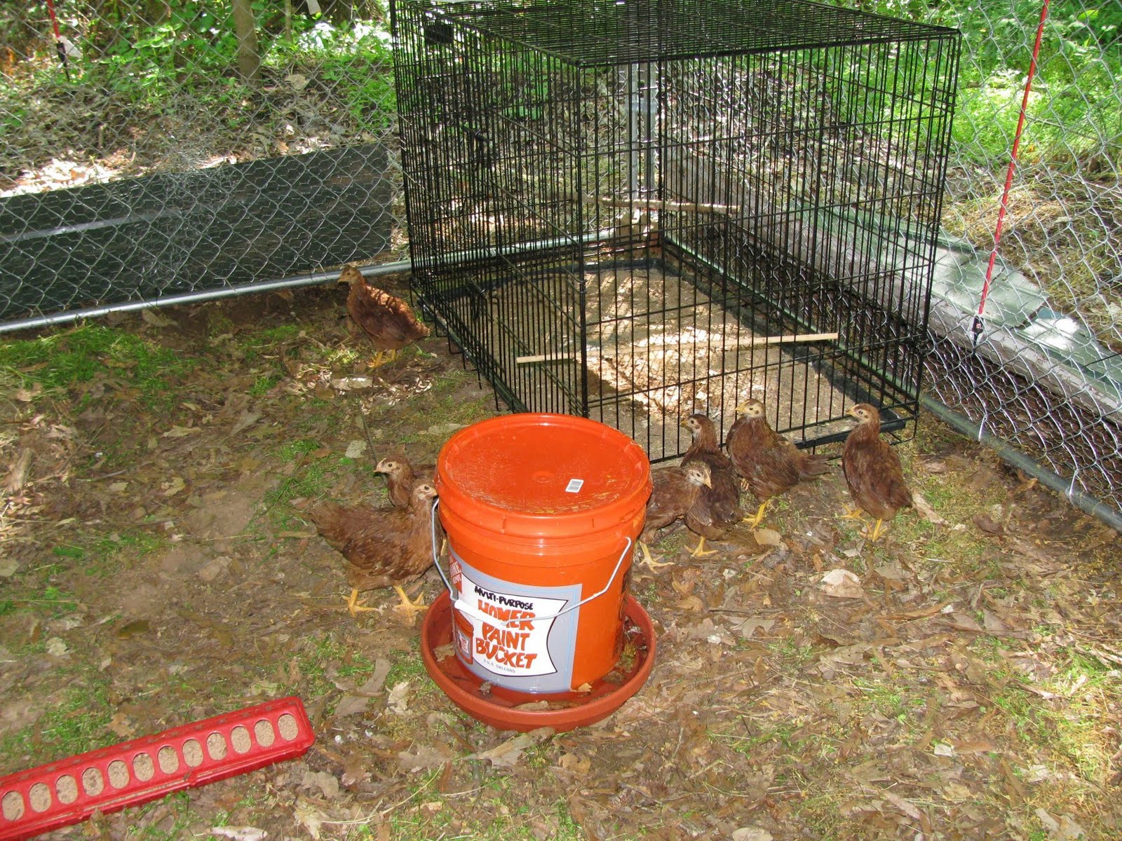 made some feeders and waters from Home Depot buckets.