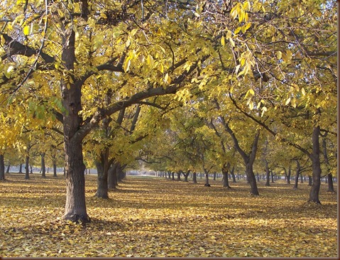 Walnut Orchard
