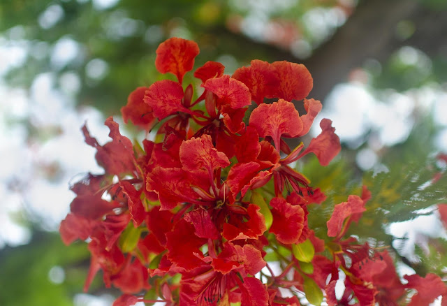 কৃষ্ণচূড়া ফুলের ছবি