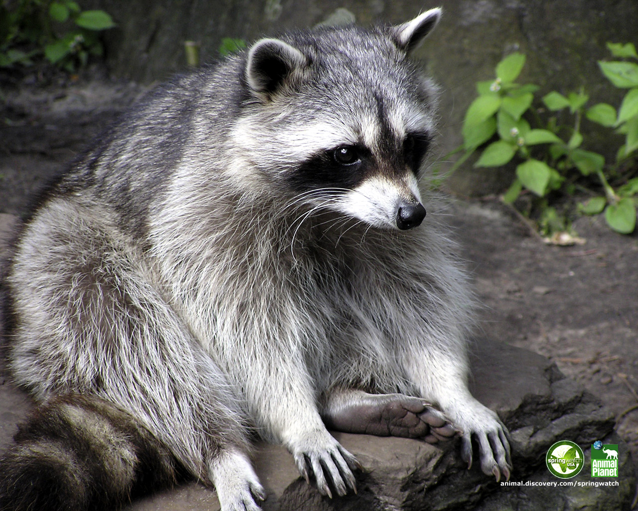 Picture Of Raccoon 6