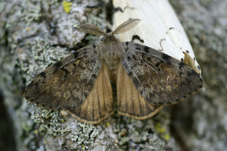 Bombyx disparate - Lymantria dispar 