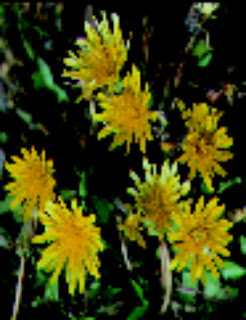 Nigale sag (Taraxacum tibetanum)