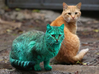 Este gato callejero se volvió verde accidentalmente