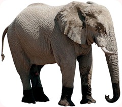 elefante