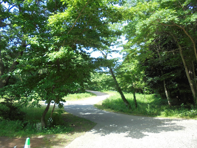 弥生の森の遊歩道