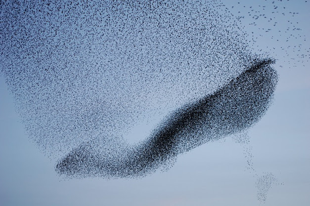 Acrobatic display of Starlings