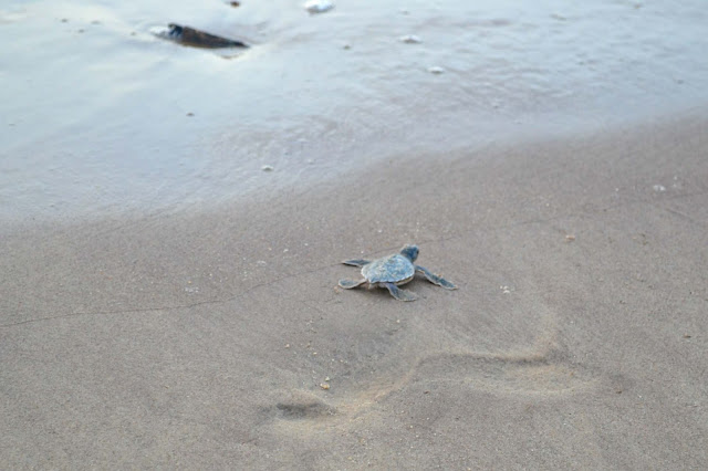 Guyane, tortue marine, luth, verte, observer les tortues, ponte