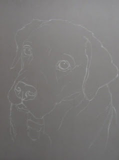 dessin de labrador