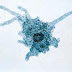 Amoeba Deaths from Neti-Pot Use and How to Minimize Risk