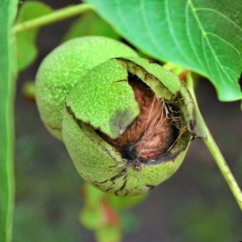 Blog Post 144 Walnuts