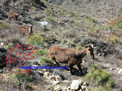 Animal in Sagarmatha National Park