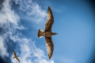 burung terbang di bawah awan biru