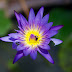 A insect on Blossomed Blue Water Lily 
