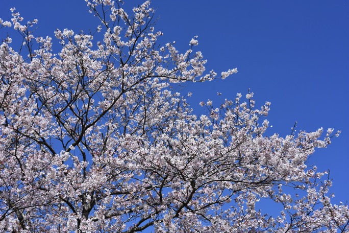 20170416 DSC 0035
