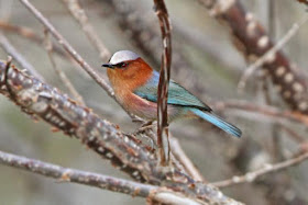 Crested Tit-warbler