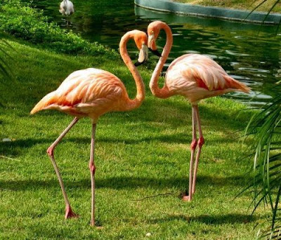 love couple flamingo