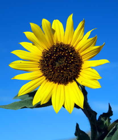  Download Gratis Gambar Bunga Matahari Gambar Bunga 