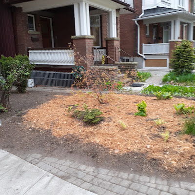 High Park North New Front Yard Makeover After by Paul Jung Gardening Services--a Toronto Organic Gardener