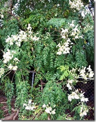 Moringa
