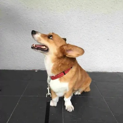 Perro mirando a su dueño