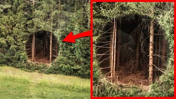 Un cazador encuentra un extraño agujero en el bosque y grita al darse cuenta de a qué conduce