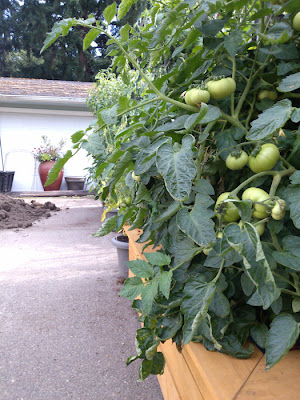Shade Gardener Blog - Sub-Irrigation Gardening