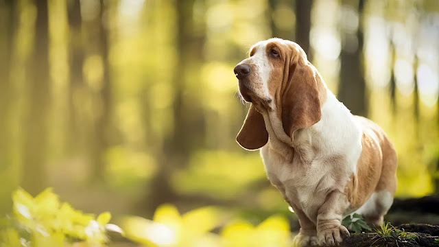 Basset Hound