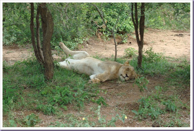 Hoedspruit-África-do-Sul-Safari-Game-Drives-Leoa