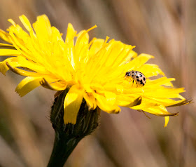 Sixteen-spot ladybird, Titthaspis sedecimpunctata, on a cat's-ear, Hypochaeris radicata,  in the meadow in Spring Park, 25 May 2011. Taken with the EOS 450D and 100mm macro lens.