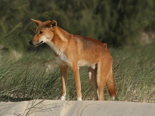 dingo