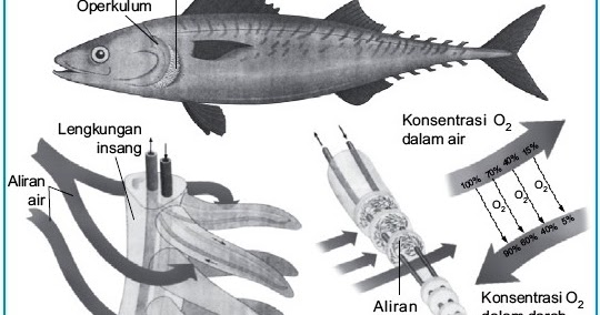 Sistem Pernapasan pada Ikan Bertulang Sejati