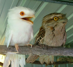 Funny animals of the week - 21 March 2014 (40 pics), funny animal pictures, albino potoo