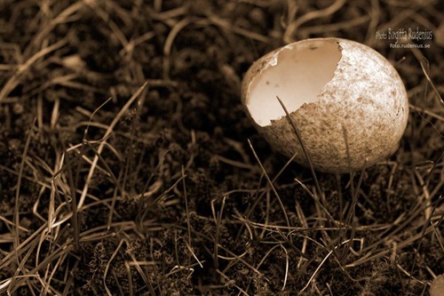 sepia_20110504_fagelagg