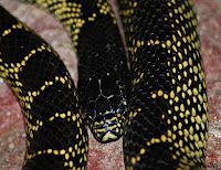 Lampropeltis